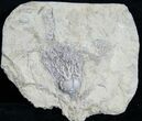 Bargain Platycrinites Crinoid From Alabama #9046-1